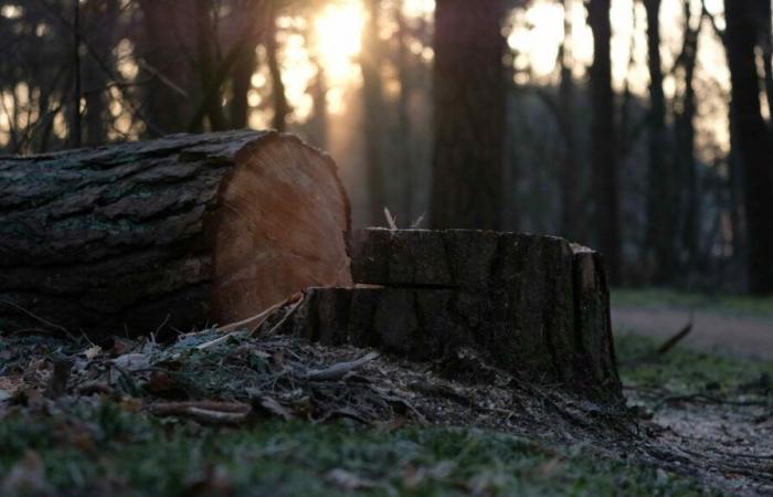 Beauvais. Opac de l’Oise wird im Rahmen des Abrisses eines Gebäudes 24 Bäume fällen