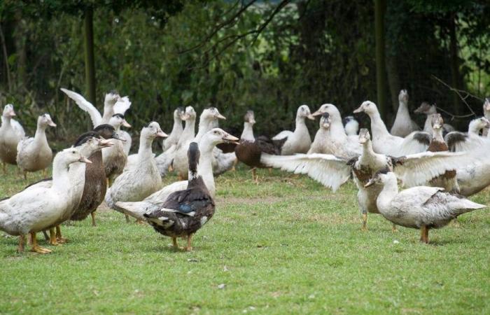 Trotz Impfung ein erster gemeldeter Ausbruch der Vogelgrippe in den Landes – Angers Info