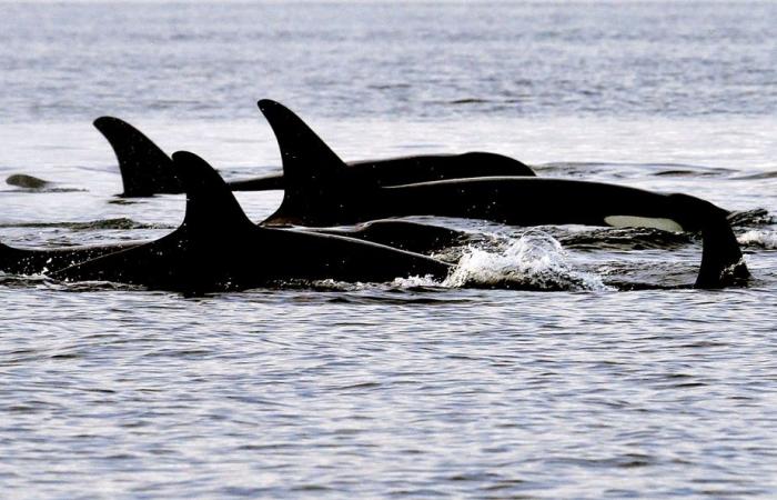 Ostküste Kanadas | „Gefährlich hohe“ Schadstoffwerte für Orcas