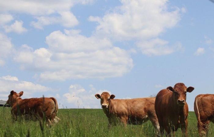 Die Bauernhöfe der Dordogne werden von Krankheiten „in die Zange genommen“.