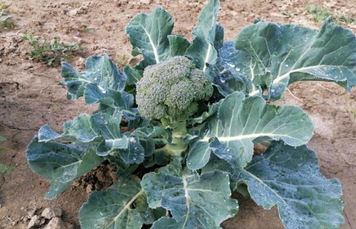 Der milde Herbst wirkt sich auf den Kohl- und Brokkolianbau im Vaucluse aus