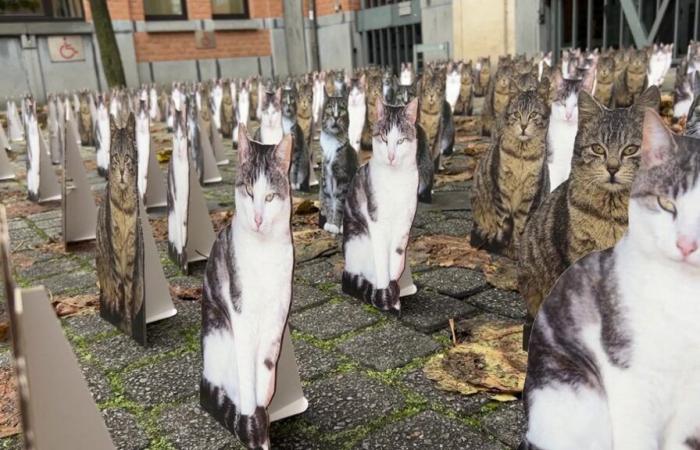 700 Katzen erobern Élysette: Gaia prangert die Überbevölkerung von Katzen an