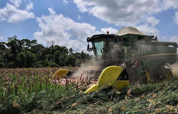 Die Landwirtschaft gewinnt in der algerischen Wirtschaft zunehmend an Bedeutung