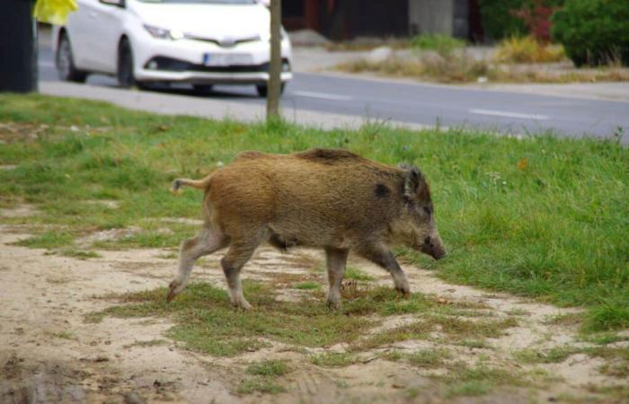 Angesichts der städtischen Invasion von Wildschweinen im Sektor Nevers ordnet der Präfekt von Nièvre nächtliche Schießereien und behördliche Razzien an