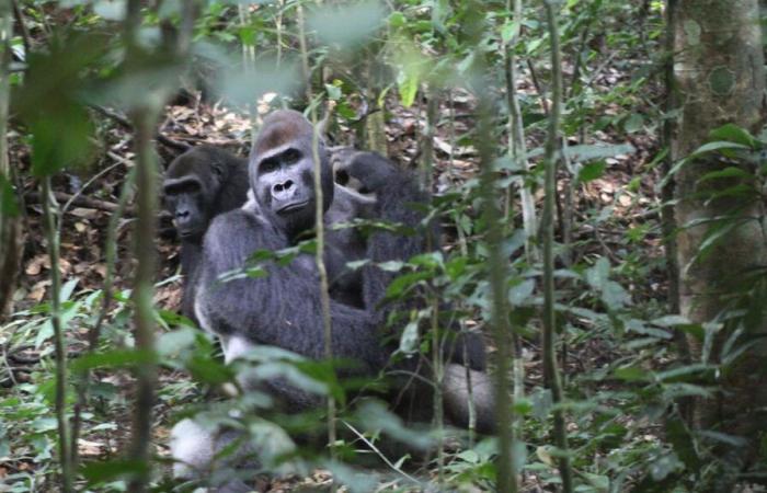 Wissenschaft: Gorillas sprechen wie perfekte Demokraten