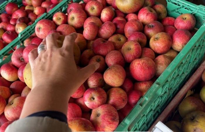 Diese Stadt sucht Apfelspenden für den Solidaritätsverkauf von Saft