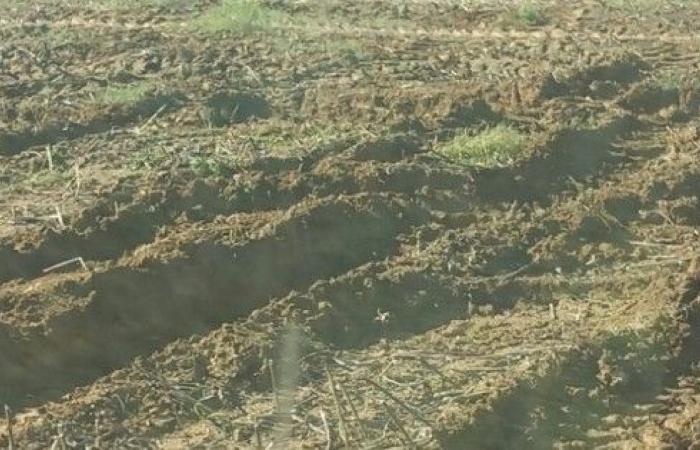 Pflanzenabdeckungen in gefährdeten Gebieten: eine vernünftige Ausnahmeentscheidung unter Berücksichtigung katastrophaler Wetterbedingungen