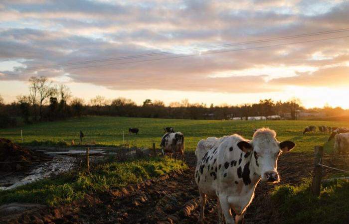 Eine von ihrem Züchter verlassene Rinderherde wurde geschlachtet, „um das Wohlergehen der Tiere zu gewährleisten“