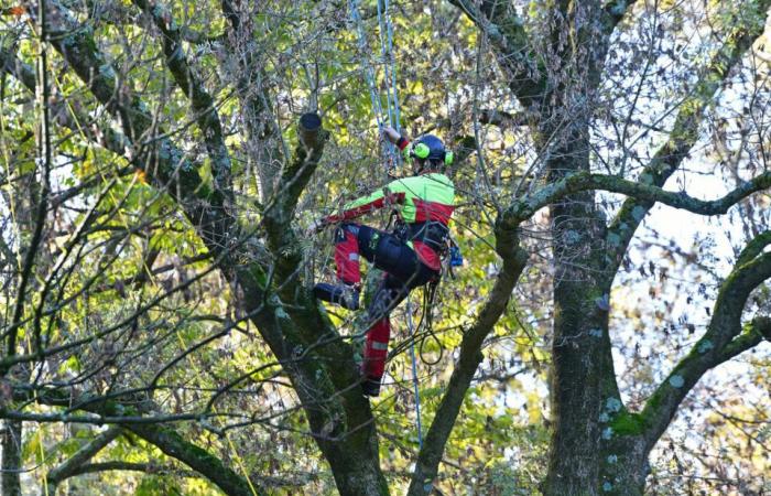 eine Woche voller Aktionen und Events in der Stadt rund um den Baum