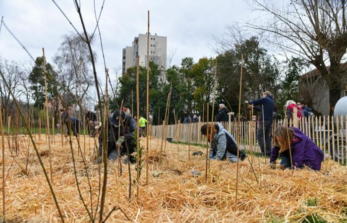 eine Woche voller Aktionen und Events in der Stadt rund um den Baum