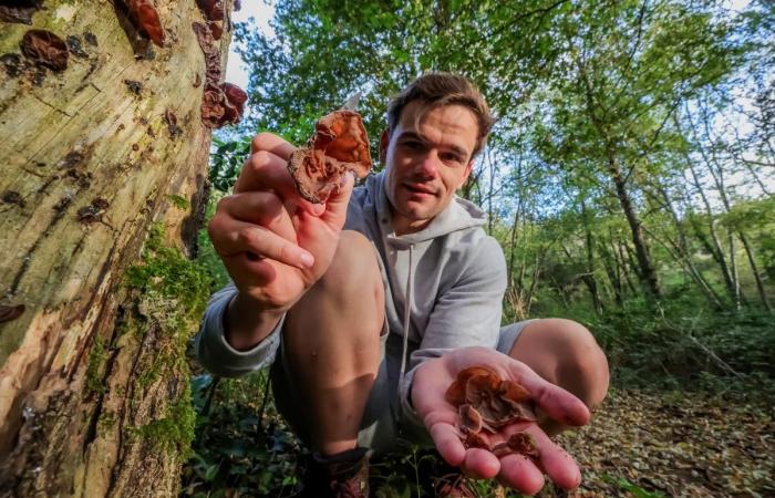 Truthähne, Pilze, Antiquitäten, alte Bücher … Fünf Ausflugsideen für dieses Wochenende in der Dordogne