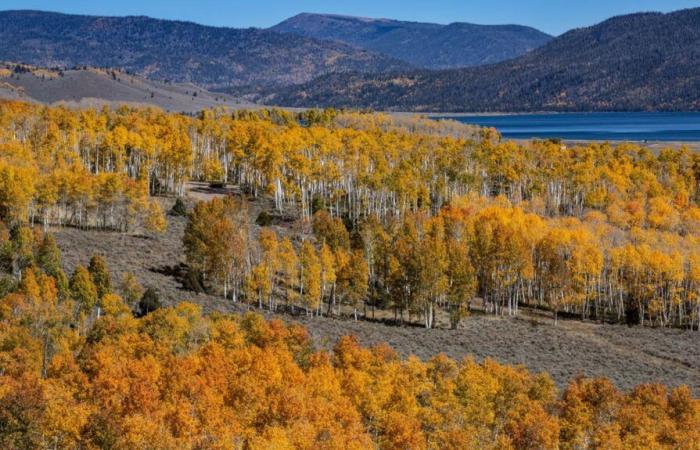 Pando, ein Wald, der aus einem einzigen Baum besteht, einem der ältesten Lebewesen der Erde