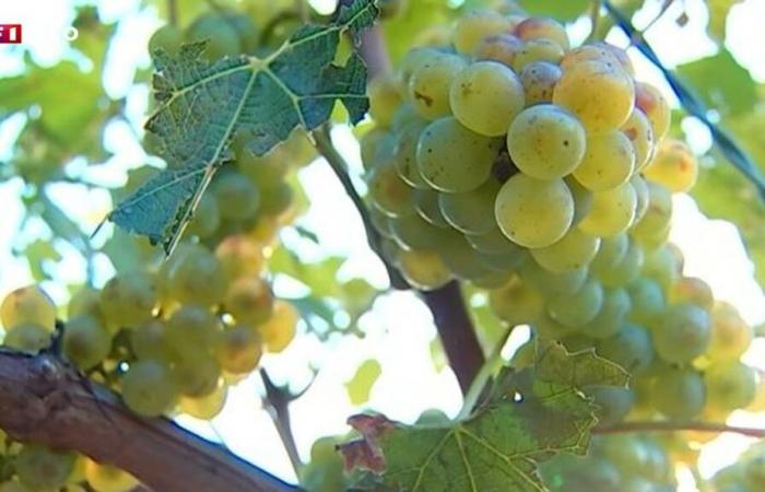 Weinreben: Die Ernte 2024 wird in Frankreich wetterbedingt voraussichtlich um 23 % zurückgehen