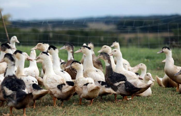 in den Landes die erneute Eingrenzung von Schwimmvögeln zwischen „Vorschlaghammer“ und Fatalismus