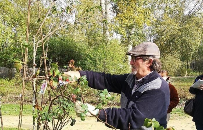 Maine-et-Loire. Fast 800 Sorten Rosensträucher zum Verkauf und Schnitt-Workshops an diesem Wochenende