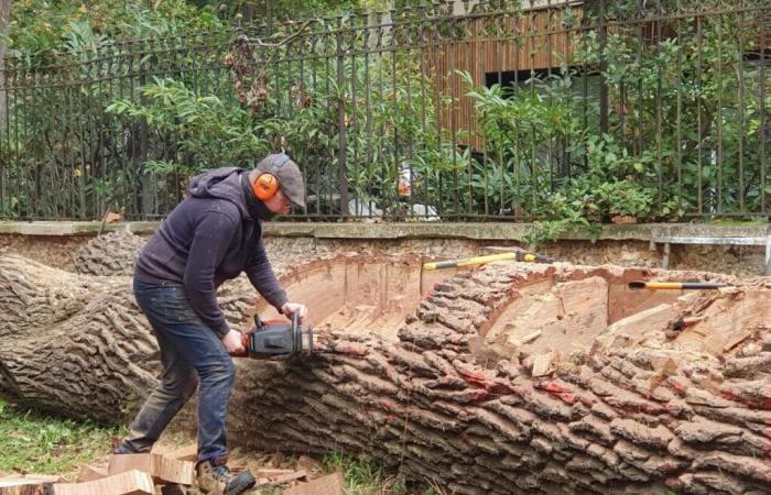 Der bemerkenswerte Baum in diesem Yvelines-Park wurde von einem Sturm gefällt und ist nicht tot, er wird wieder zum Leben erwachen