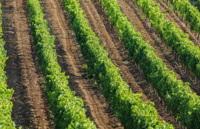 Weinbau. Jura, Champagne, Burgund… Im Jahr 2024 wird die Weinproduktion um 23 % zurückgehen