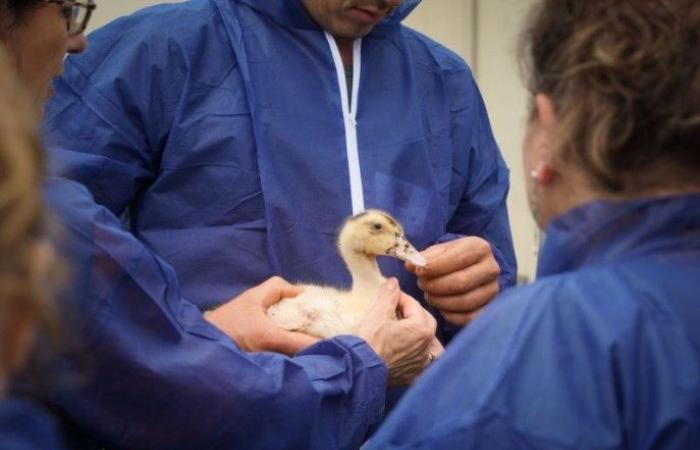 Ein erster Ausbruch der Vogelgrippe in den Landes