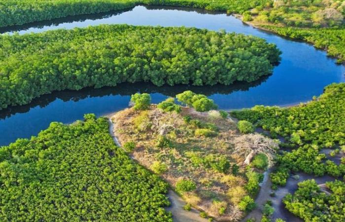 Senegal. Klimaschutz fördert Wachstum