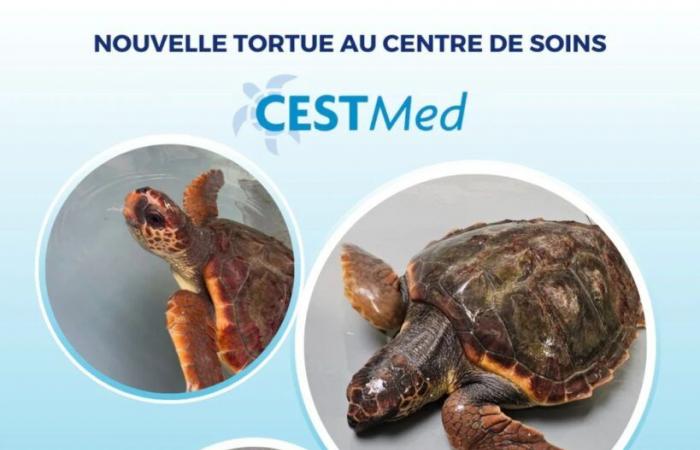 Eine neue Unechte Karettschildkröte kommt ins CestMed-Pflegezentrum