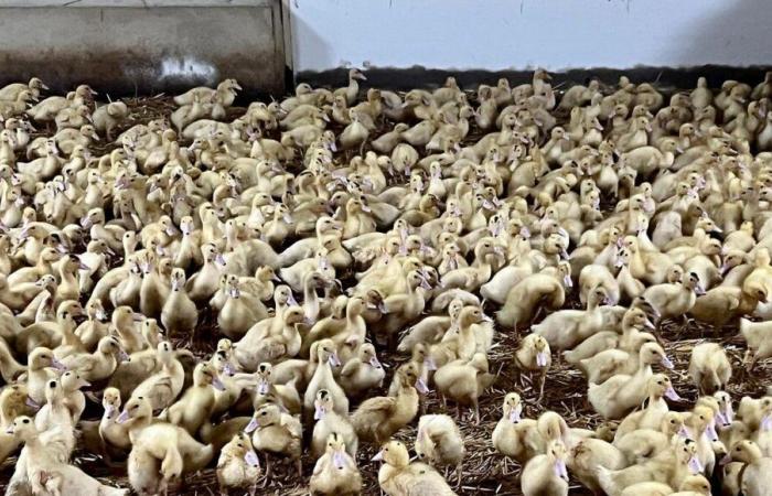 Vogelgrippe: Dordogne-Produzenten prangern „doppelte Sanktionen“ nach der Einsperrung von Geflügel an