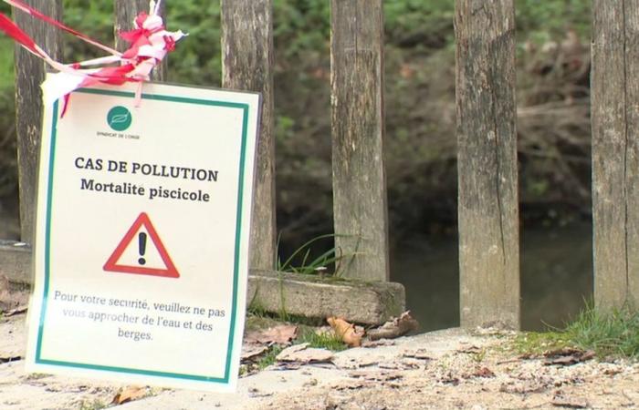 Hunderte tote Fische wurden in einem Gewässer in Essonne entdeckt