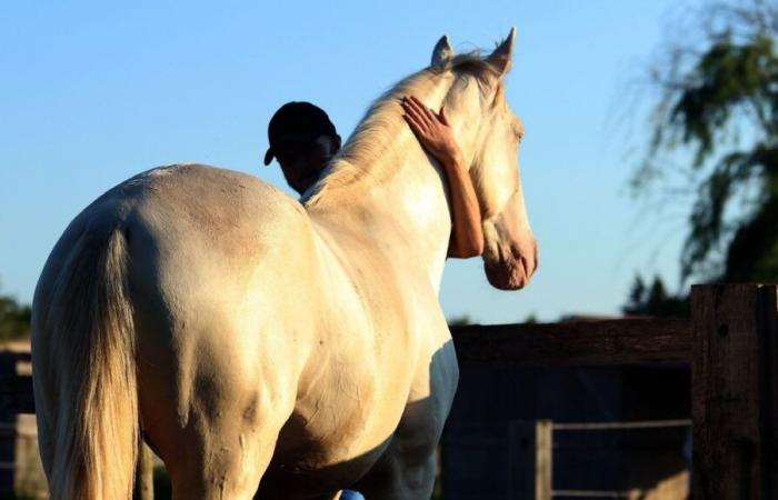 Überschwemmungen in Spanien: Spendenaufruf in Cornillon und Manduel für Pferde in der Region Valencia