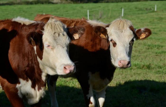 Finistère. Milchbauern haben sich auf der Suche nach einem neuen Sammler von Lactalis abgemeldet