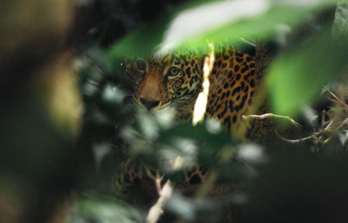 Guyana, Leben mit dem Jaguar: Dokument Ende November über France 3.