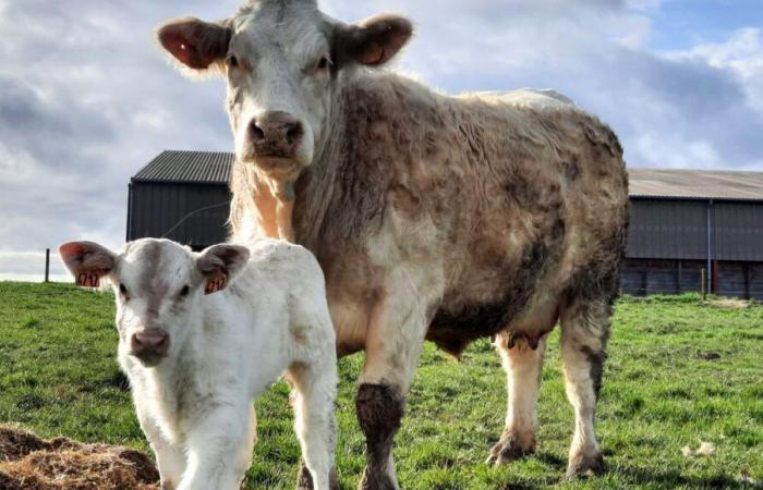 Creuse glänzt beim abteilungsübergreifenden Wettbewerb Charolais, eine Woche vor der Boussac-Messe