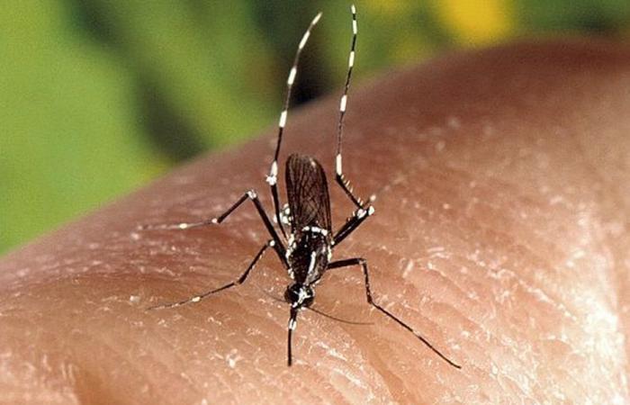 Drei neue Fälle von Chikungunya, einer neuen Gemeinde betroffen