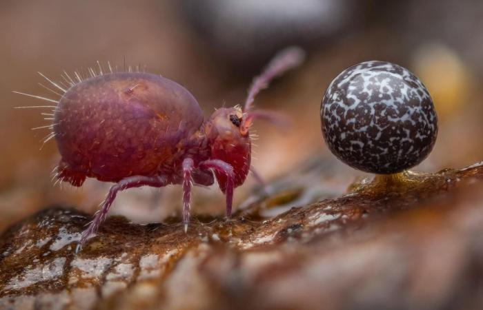 unglaubliche Fotografien im Dienste der Natur