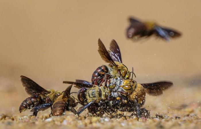 unglaubliche Fotografien im Dienste der Natur