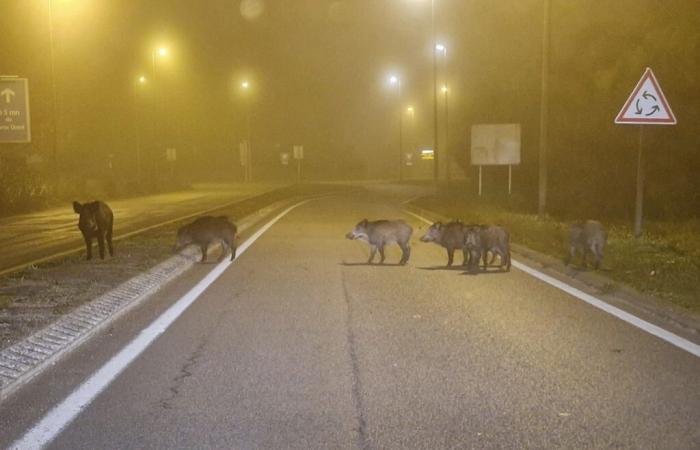 Im Jahr 2024 wurden bereits mehr als 140 Unfälle mit Wildschweinen auf den Straßen registriert