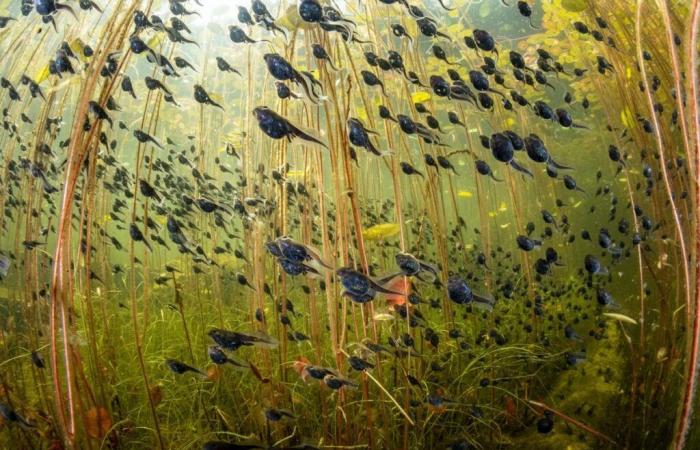 unglaubliche Fotografien im Dienste der Natur