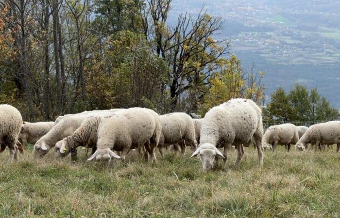 Züchter fordern eine bessere Unterstützung bei Verlusten im Zusammenhang mit der Blauzungenkrankheit