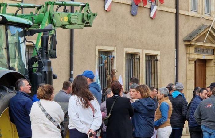 Wütend lassen die Bauern die Leiche einer Färse vor der Unterpräfektur zurück