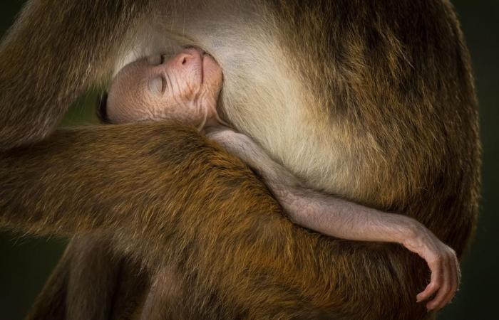 unglaubliche Fotografien im Dienste der Natur