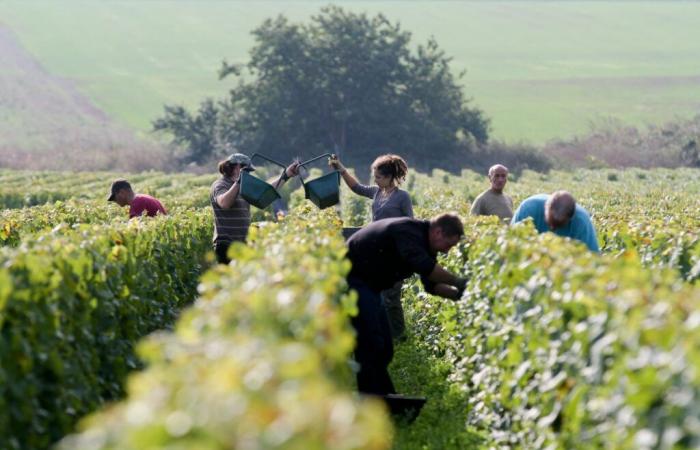 CÔTE-D’OR: Zusammenfassung der Arbeitsaufsichtskontrollen während der Ernte