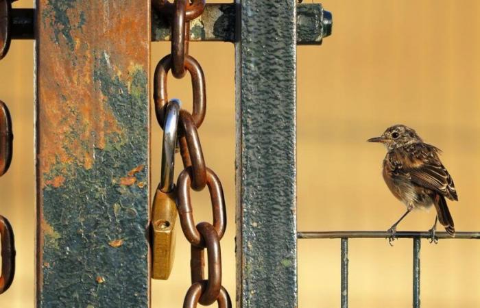 Die unglaublichsten Naturfotos sind in Basel zu sehen – rts.ch