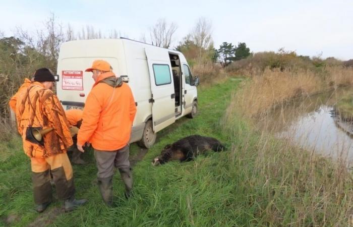 Im Jahr 2024 wurden bereits mehr als 140 Unfälle mit Wildschweinen auf den Straßen registriert