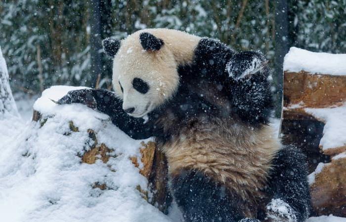 Pandababys aus dem belgischen Zoo Pairi Daiza gehen nach China