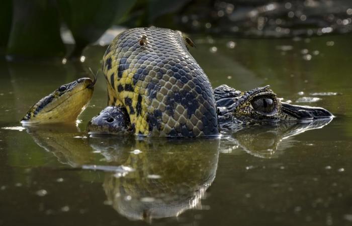 unglaubliche Fotografien im Dienste der Natur