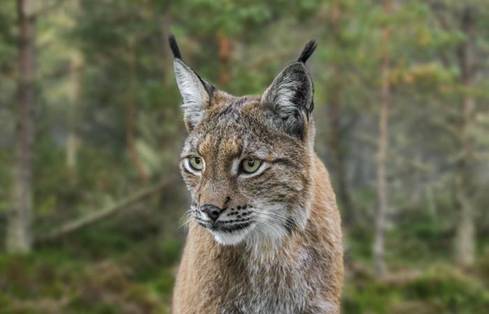 Die faszinierende Geschichte der Rückkehr der Katze nach Frankreich wurde gejagt und dann wieder eingeführt