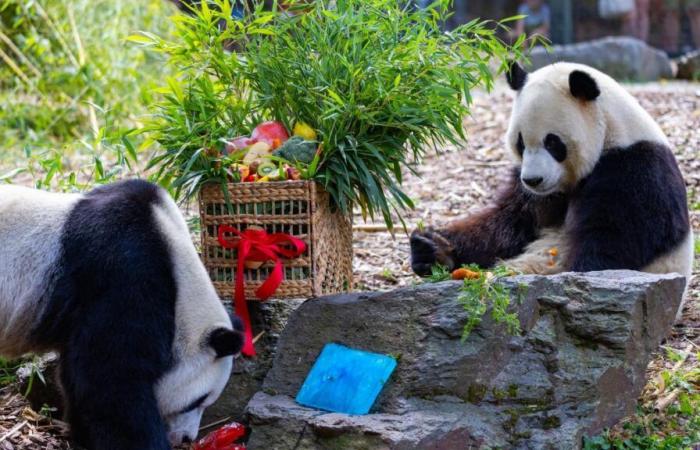 Pairi Daiza: Letzter Tag, um die drei Pandababys zu sehen