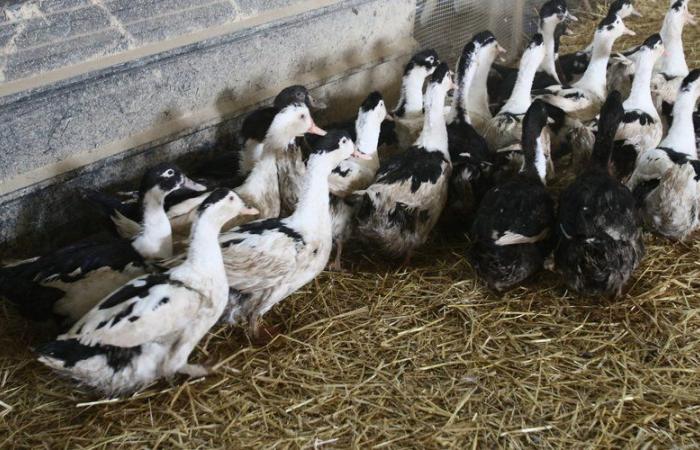 Vogelgrippe: „unverständliche Entscheidung“, „Leugnung der Realität“ … die Haltung von Geflügel ist heftig umstritten