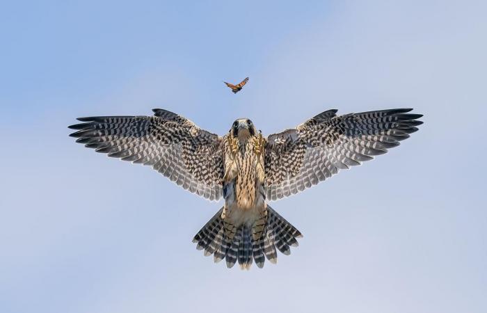 unglaubliche Fotografien im Dienste der Natur