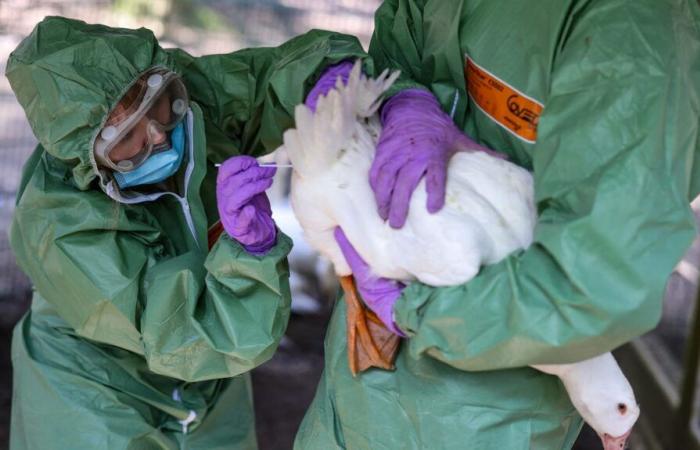 Erster menschlicher Fall von Vogelgrippe in Kanada festgestellt