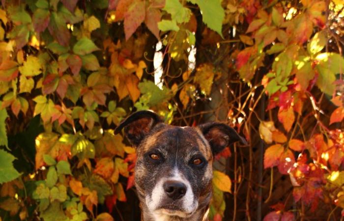 Liebe auf den ersten Blick im Hundepark | Von La Petite-Patrie bis Gaspésie