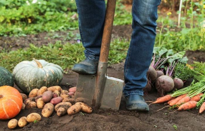 Diese Gartenarbeiten müssen Sie im November erledigen